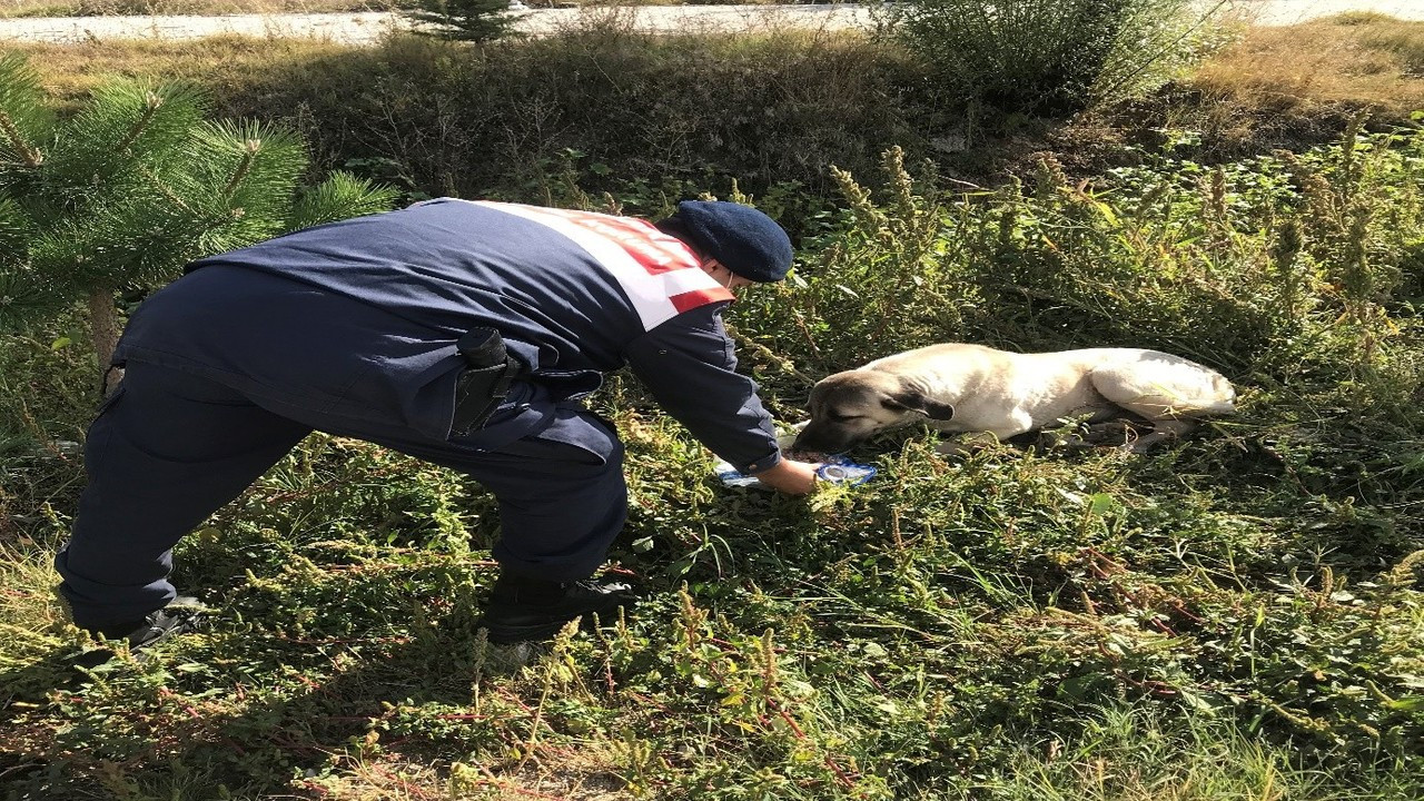 Jandarma sokak hayvanlarına şefkat eli