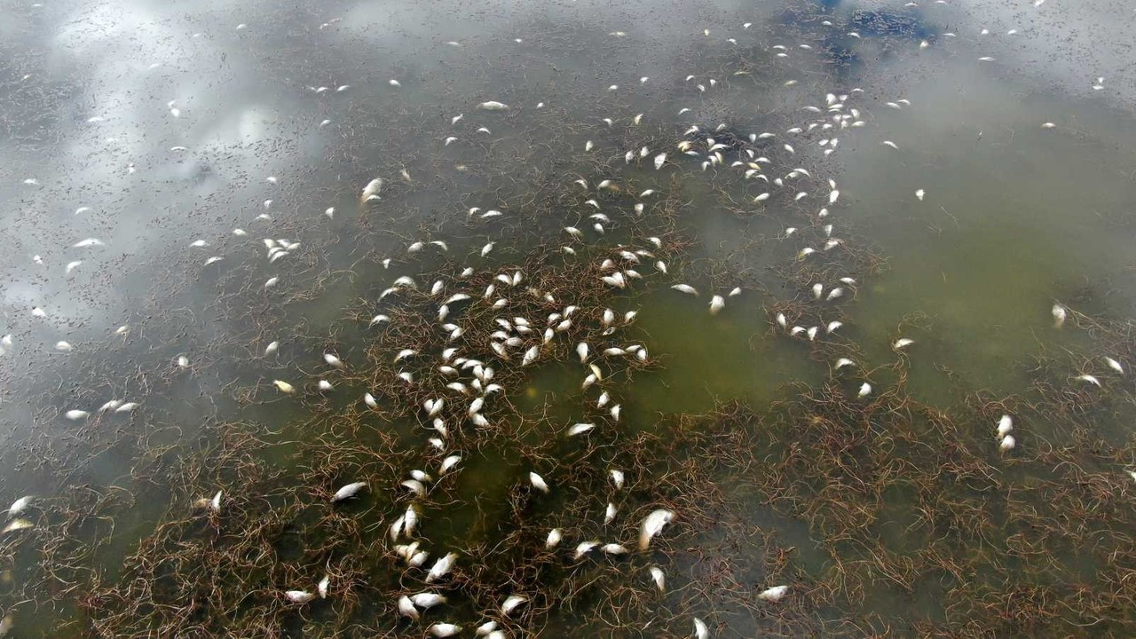 Korkutan çevre felaketi, gölün kıyısı ölü balıklarla doldu