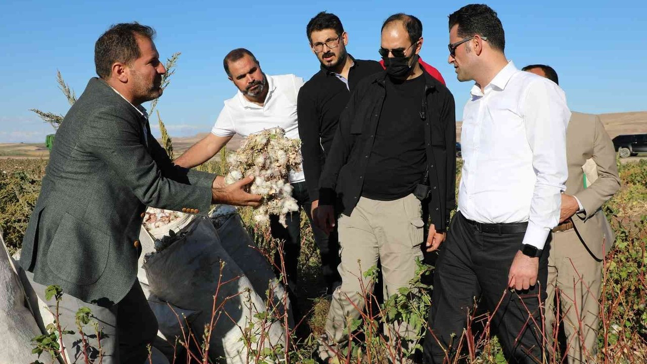 Diyarbakır’da pamuk hasadı etkinliği