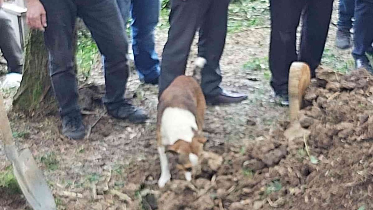 Toprağa verilen kargo görevlisinin köpeği defin sırasında mezarı başından ayrılmadı