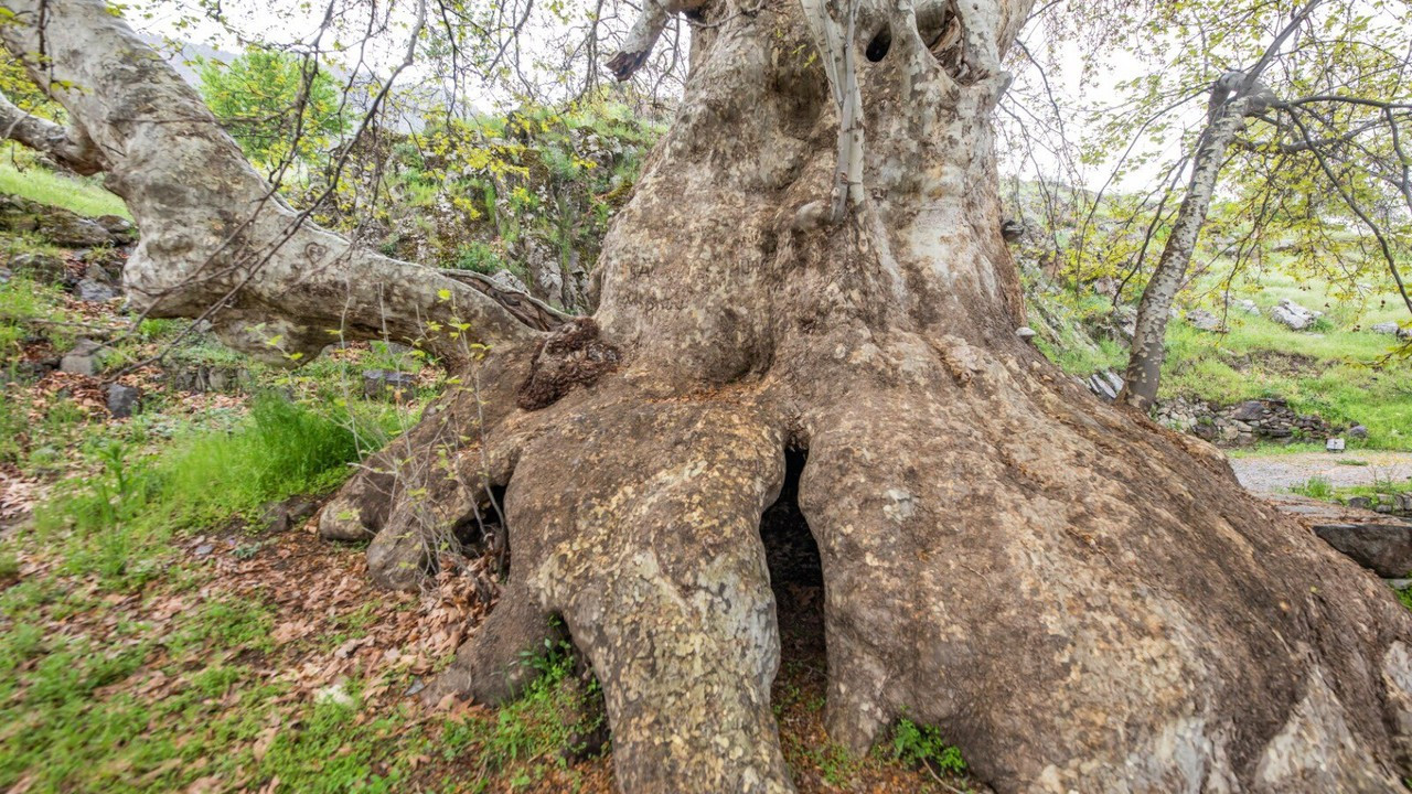 Tunceli’de  ‘Doğu çınarı' anıt ağaç olarak tescil edildi