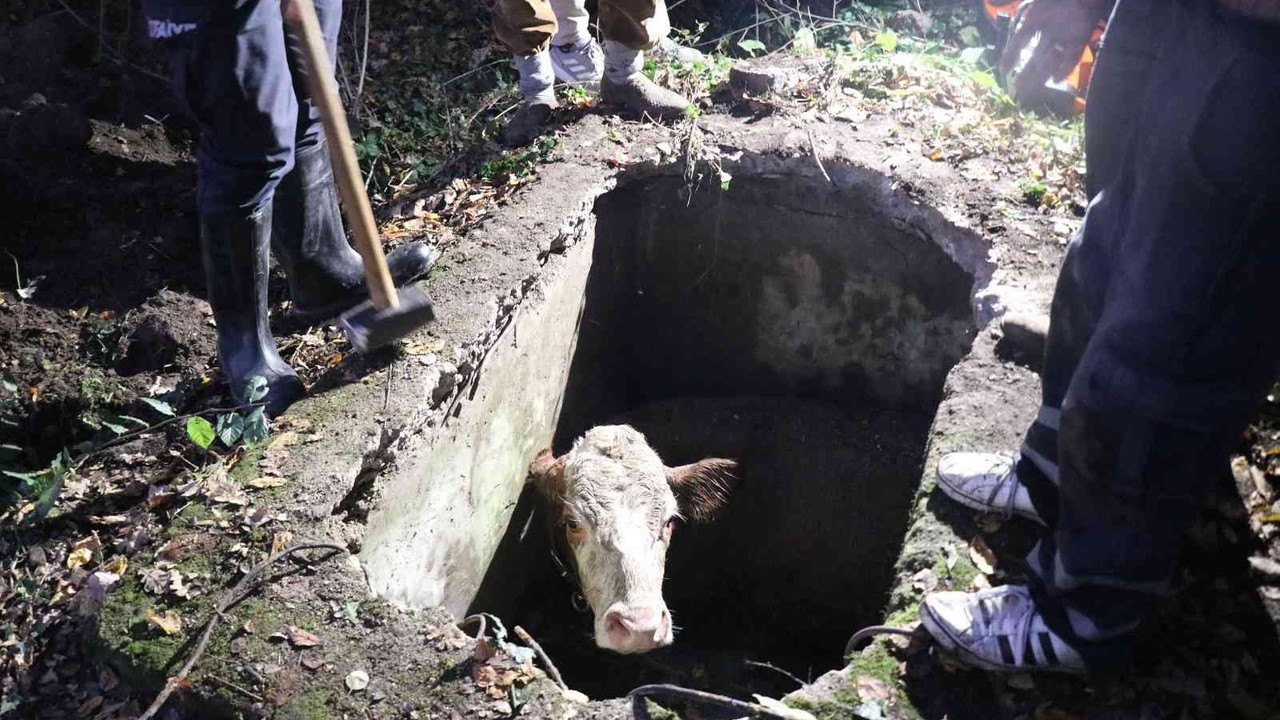 Su kuyusuna düşen ineği itfaiye halatla bağlayarak kurtardı