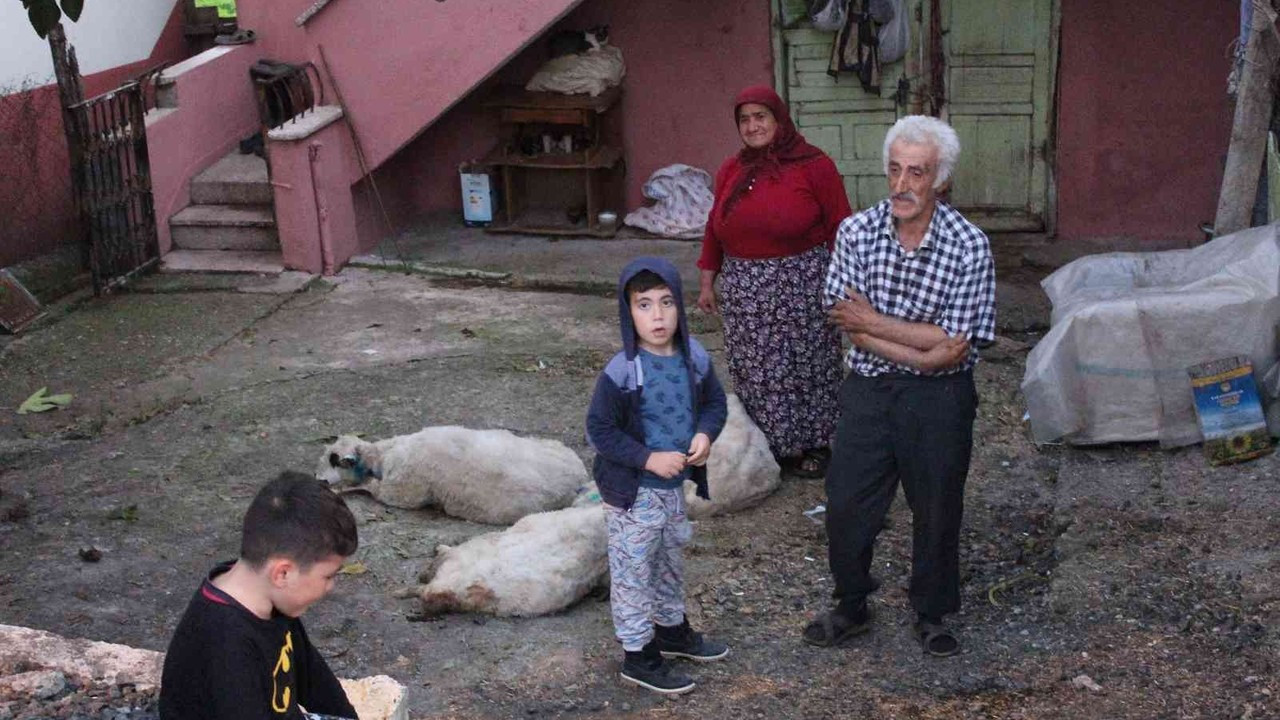 Aç kalan sokak köpekleri, koyun sürüsüne saldırdı