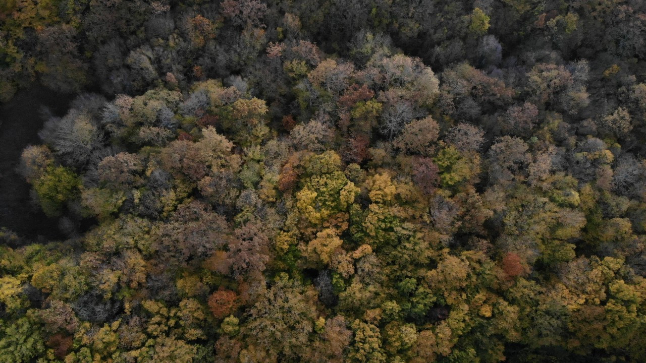 Istranca ormanlarında sonbahar güzelliği