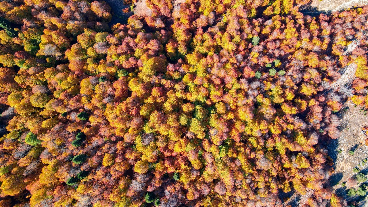 Sonbaharın yeni adresi: Kırksu Yaylası