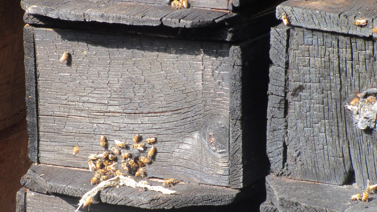 25 arı kovanı yandı binlerce arı telef oldu