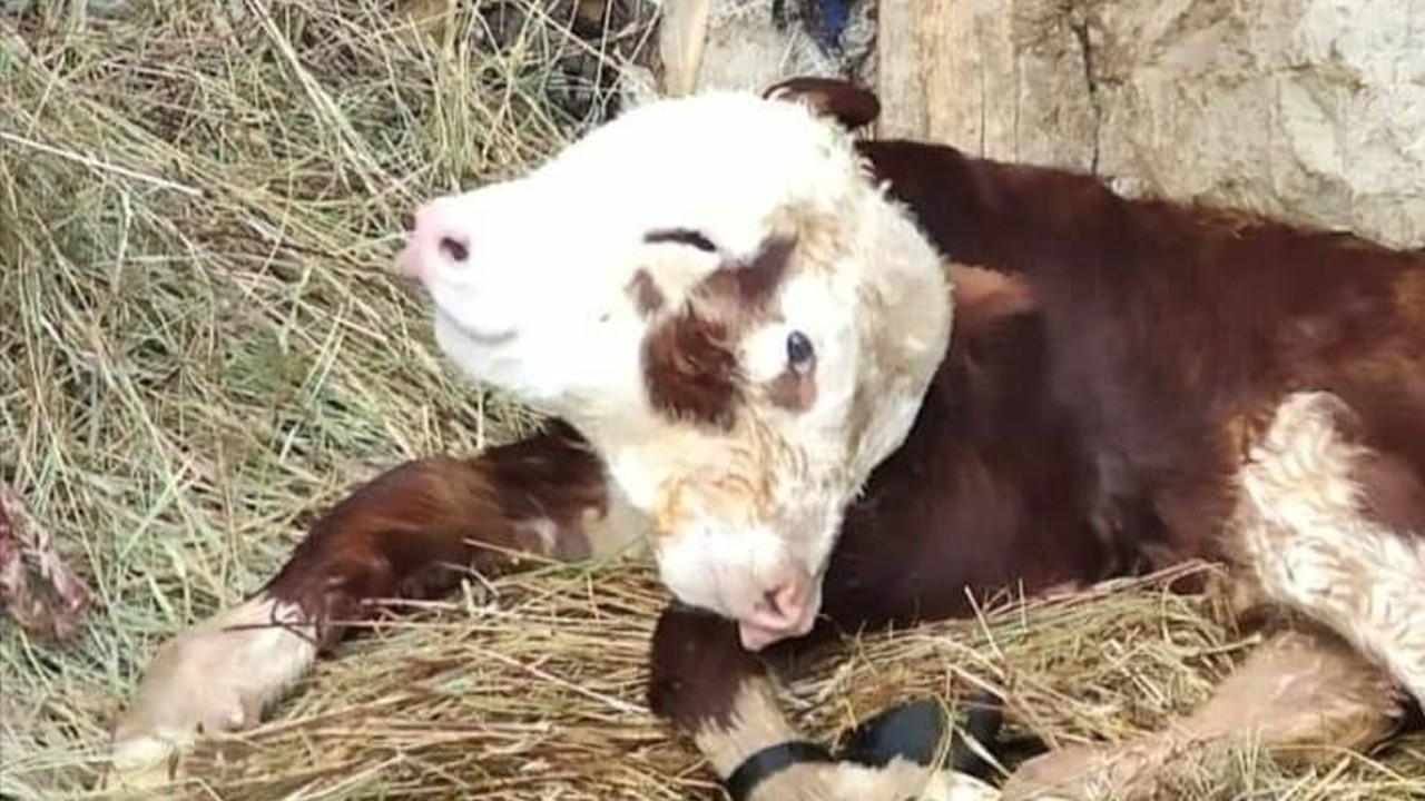 Ahıra giren köylüler neye uğradığını şaşırdı! İki başı, iki ağzı ve dört gözü var