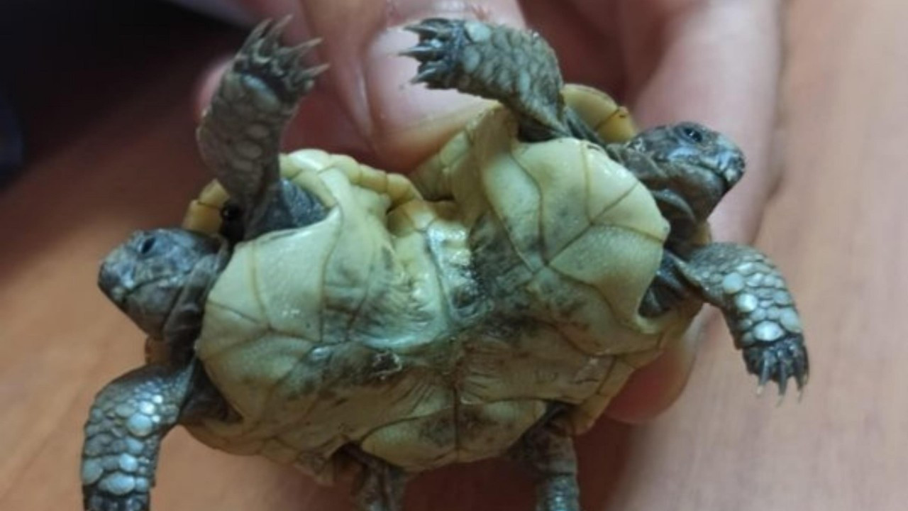 Pamukkale'de bulundu! Siyam ikizi kaplumbağa şaşkınlık yarattı