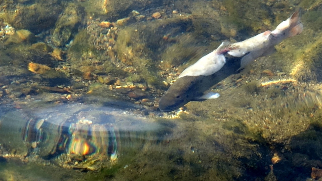 Uzungöl'de balık ölümleri tedirginliği