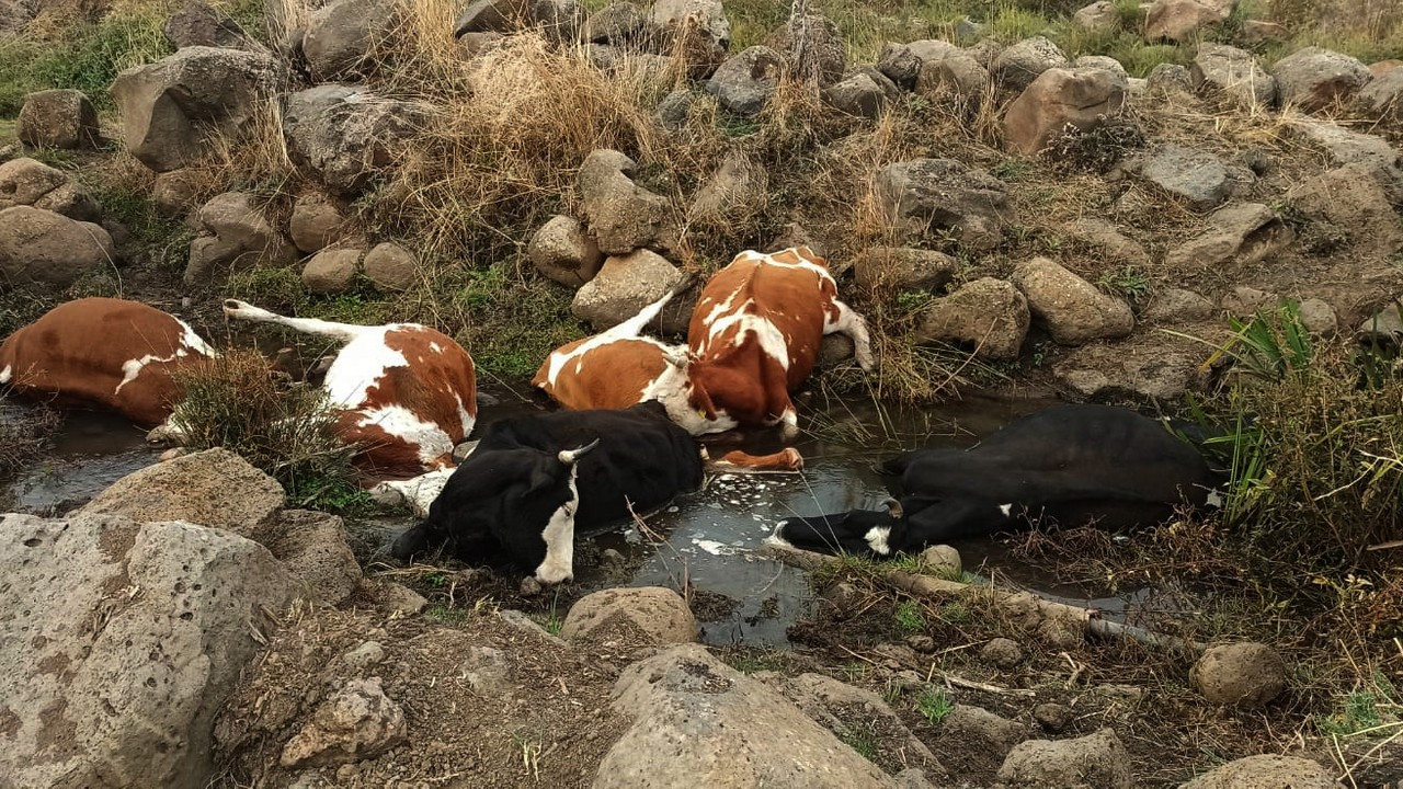 Su içerken kablo düşmesiyle akıma kapılan 7 inek öldü