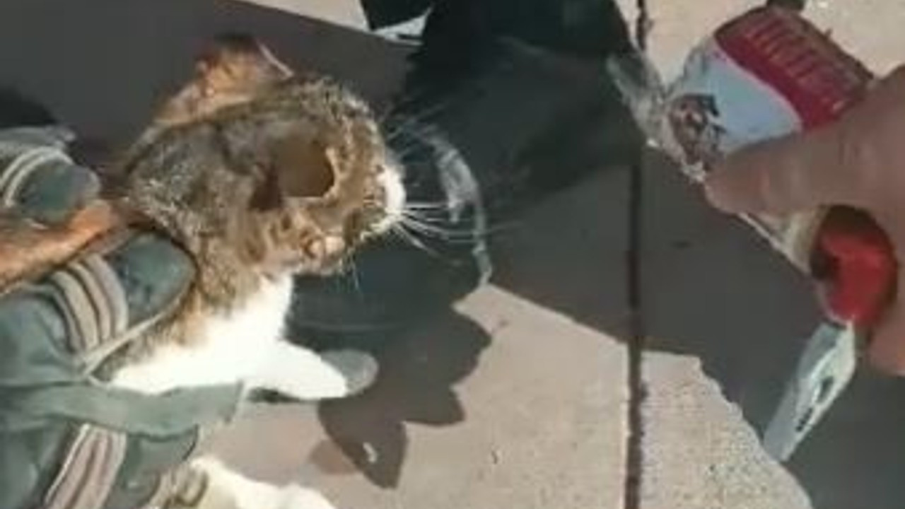 Kafasına konserve kutusu sıkışan kediyi itfaiye kurtardı