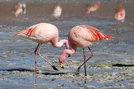 Flamingoların Renk Şöleni - Sayfa 1