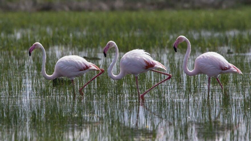 Flamingoların Renk Şöleni - Sayfa 3