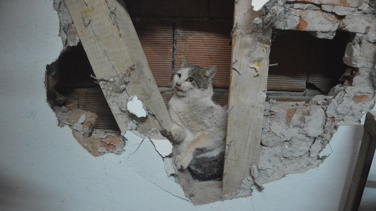 İki evin duvarı arasına sıkışan kedi kurtarıldı