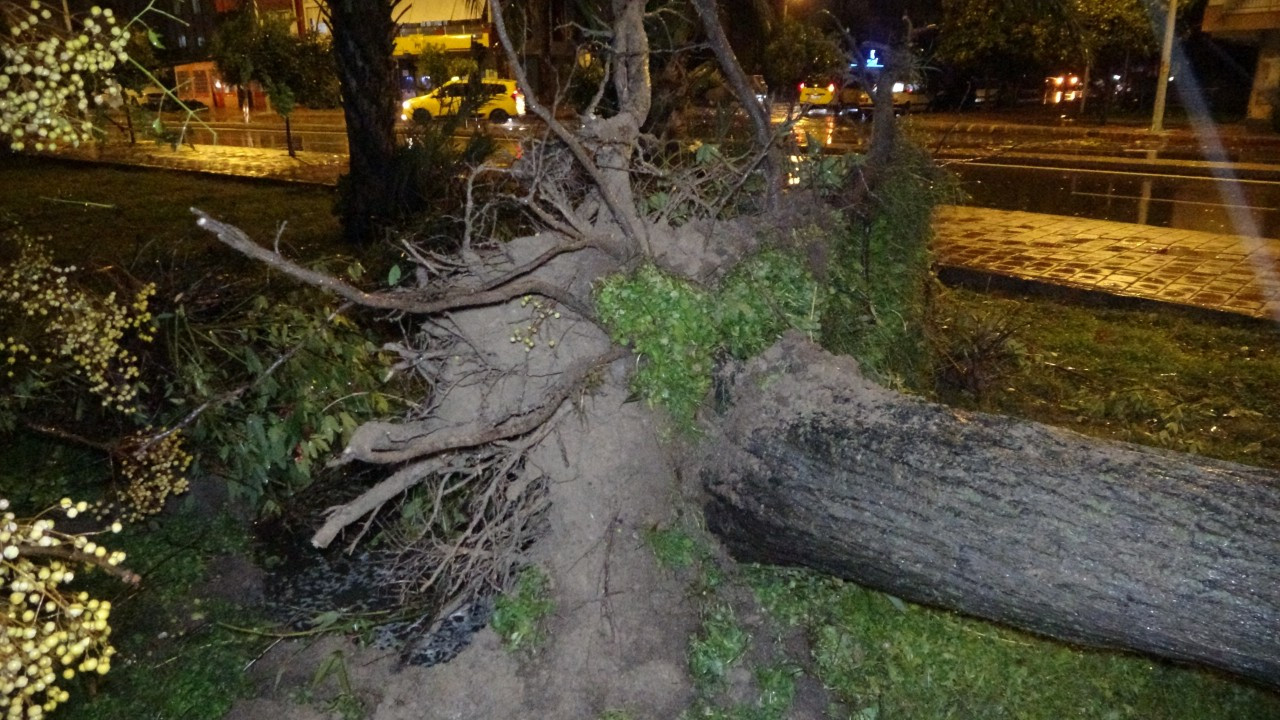 Antalya'da hortum ağaçları kökünden söktü