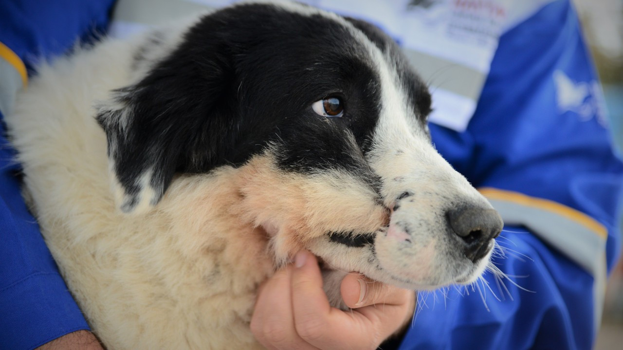 Azerbaycan'da tüfekle yaralanan köpek, Türkiye'de tedavi edilip Emekli Hayvanlar Çiftliği'ne yerleştirildi