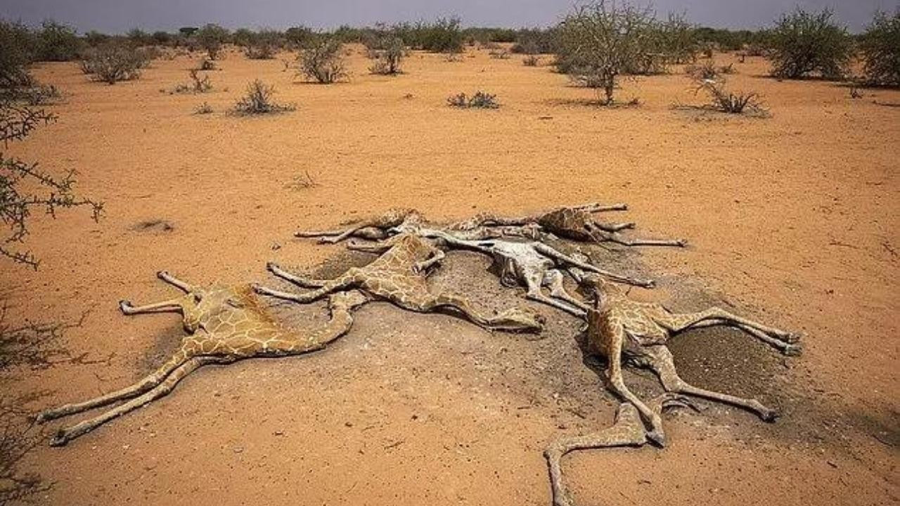 Kuraklığın Geldiği Son Nokta! Kenya’da zürafalar susuzluktan öldüler