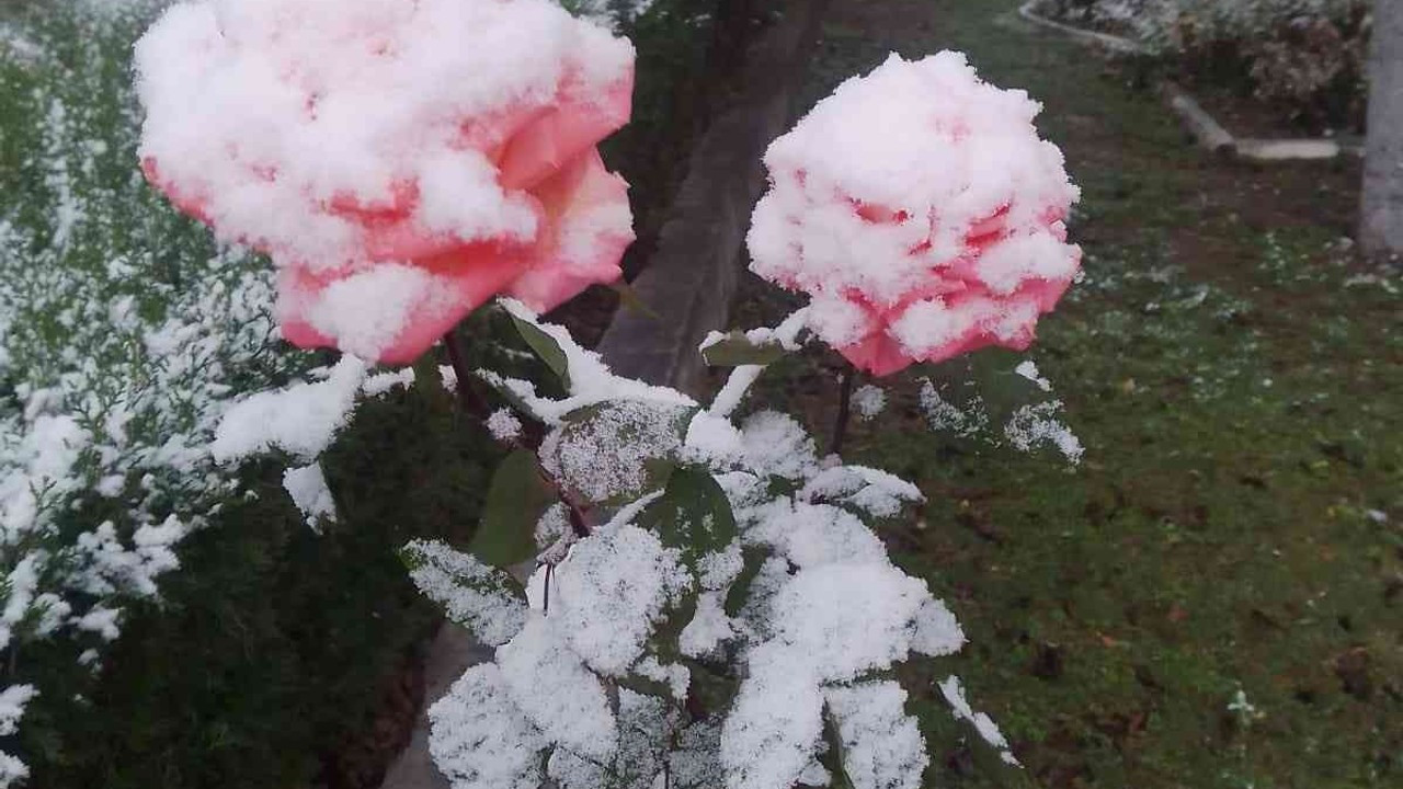Rengarenk güller kar altında