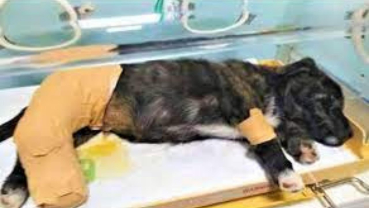 çarptığı yavru köpeği ölüme terk etmeyen kaporta ustası, 170 kilometre yol kat ederek köpeği tedavi ettirdi