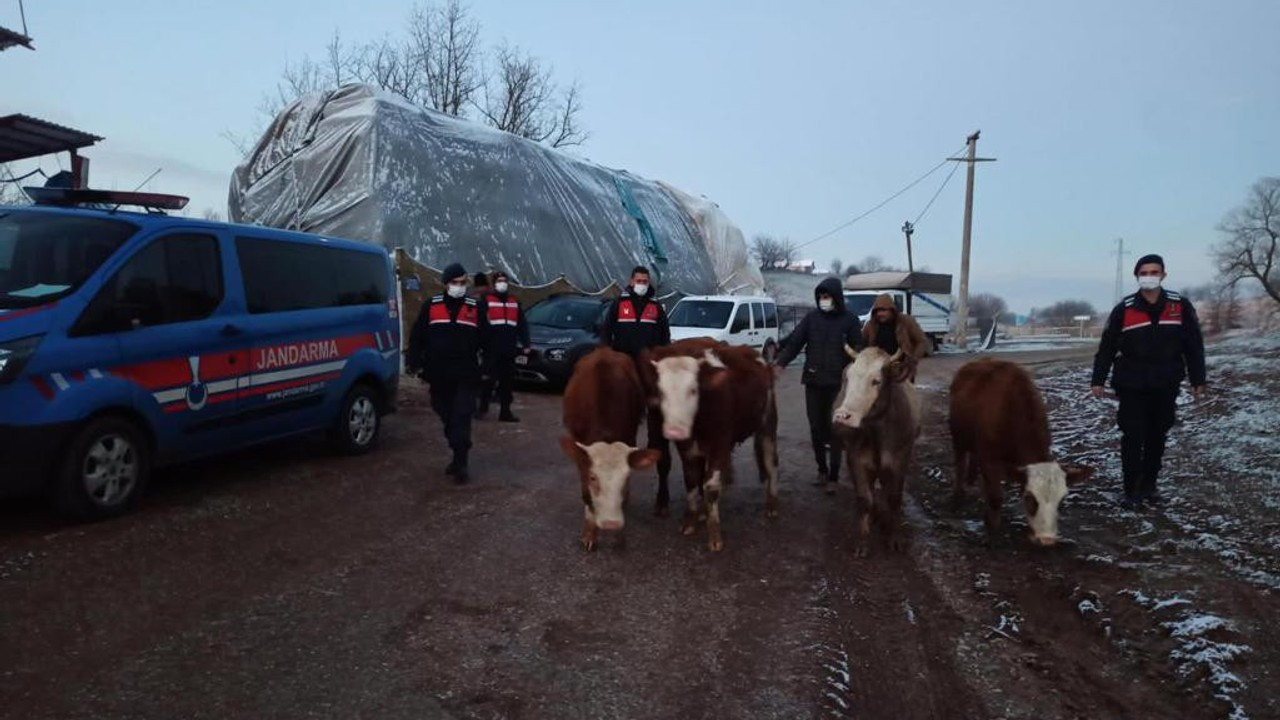 Çaldıkları büyükbaş hayvanları satarken kıskıvrak yakalandılar