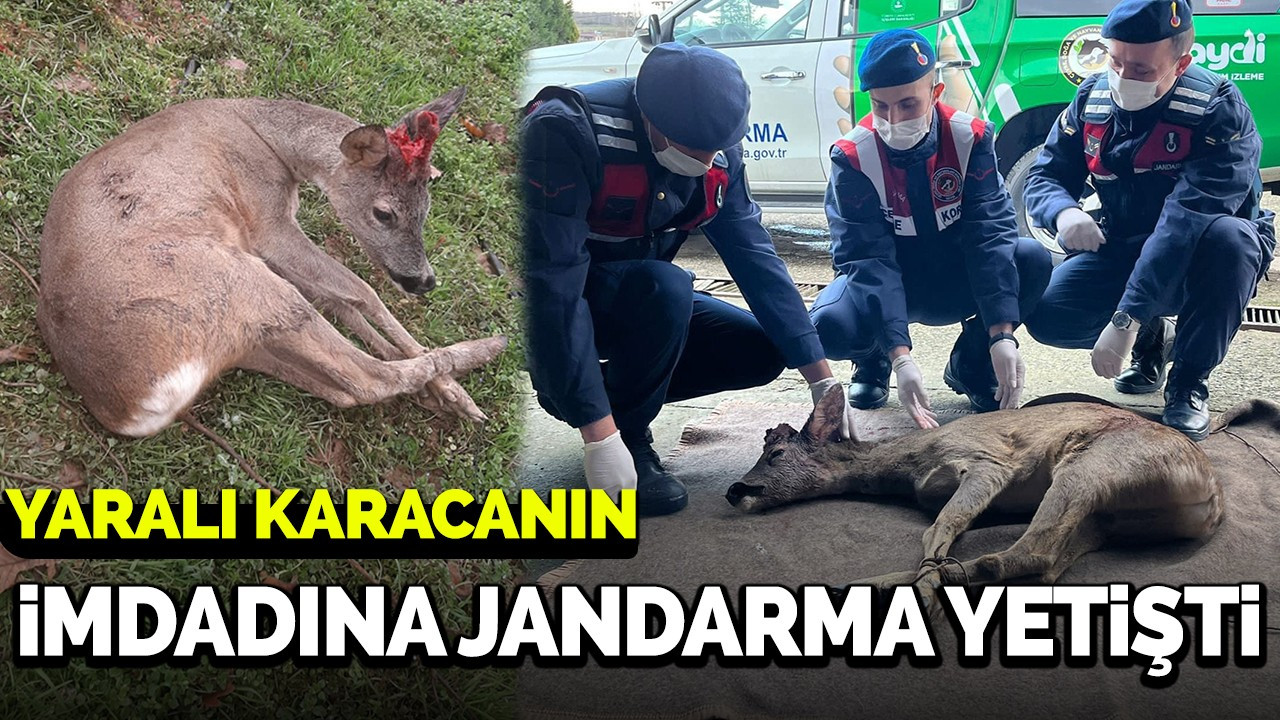 Yaralı karacanın imdadına jandarma yetişti