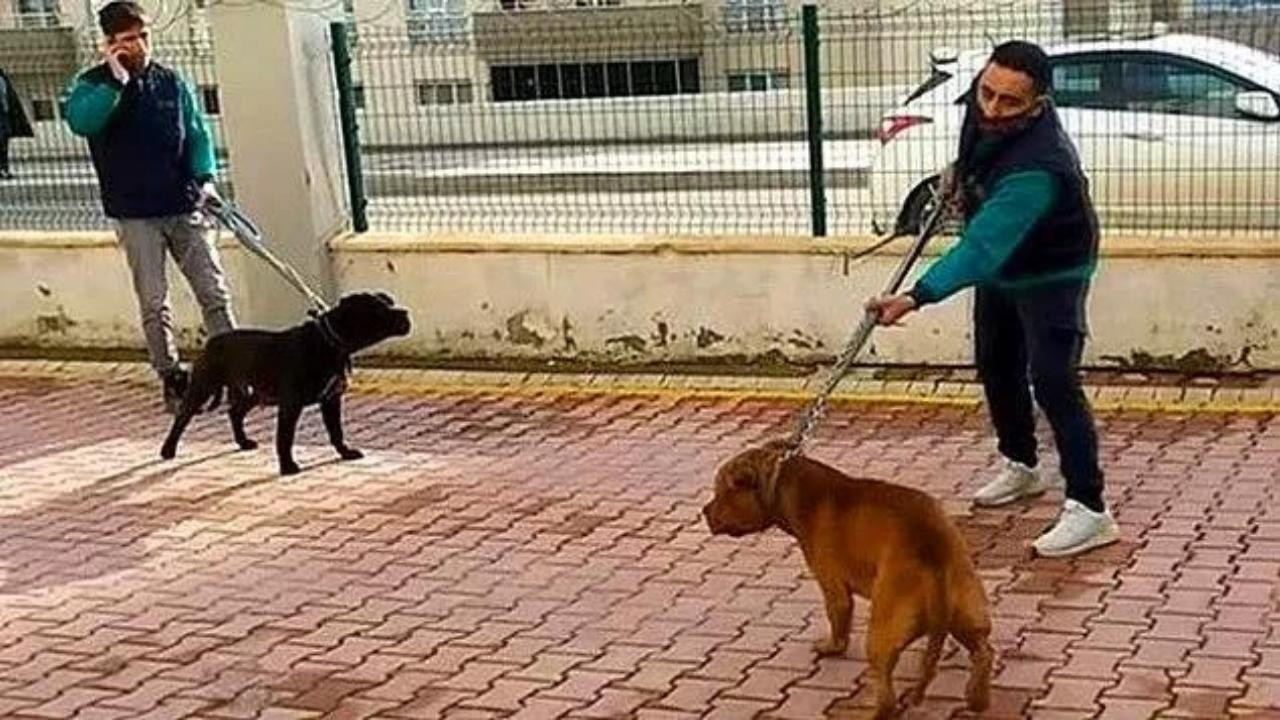 Tehlikeli Köpek Irkları İçin Son Gün 14 Ocak: Tehlikeli ve Yasak Köpek Irkları Hangileri?