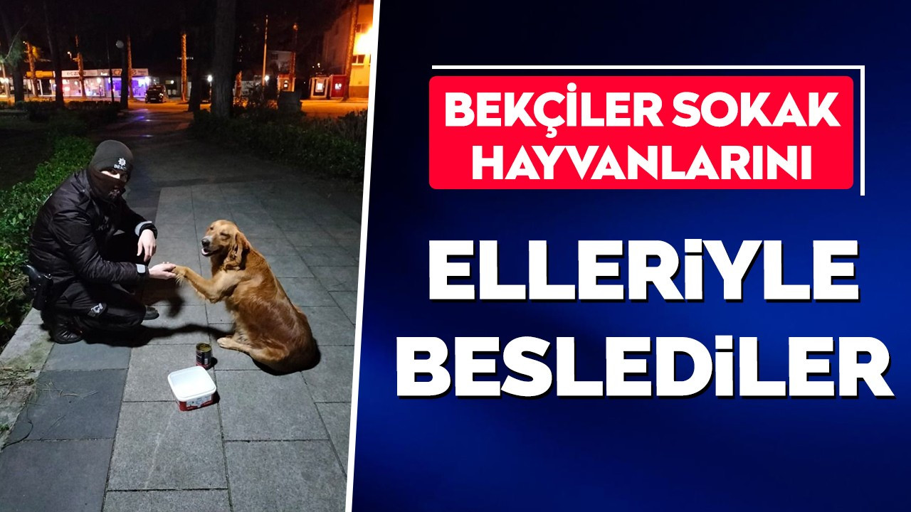 Bekçiler sokak hayvanlarını elleriyle besledi