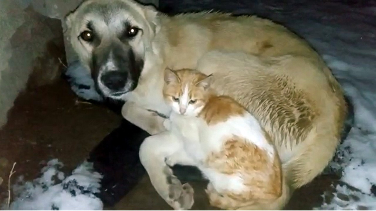 Kedi, soğuk havada köpeğin yanından ayrılmadı