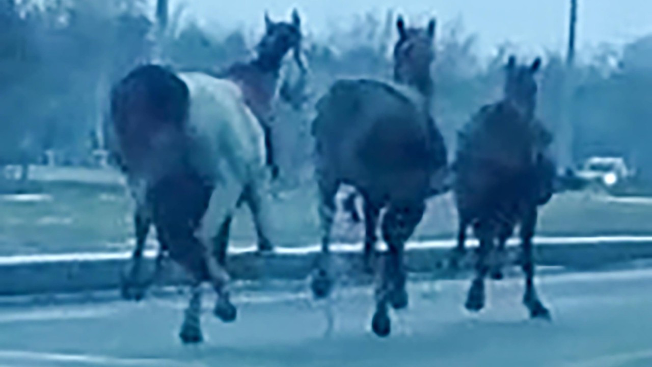 Köpekten kaçan cirit atları, trafikte 25 kilometre koştu