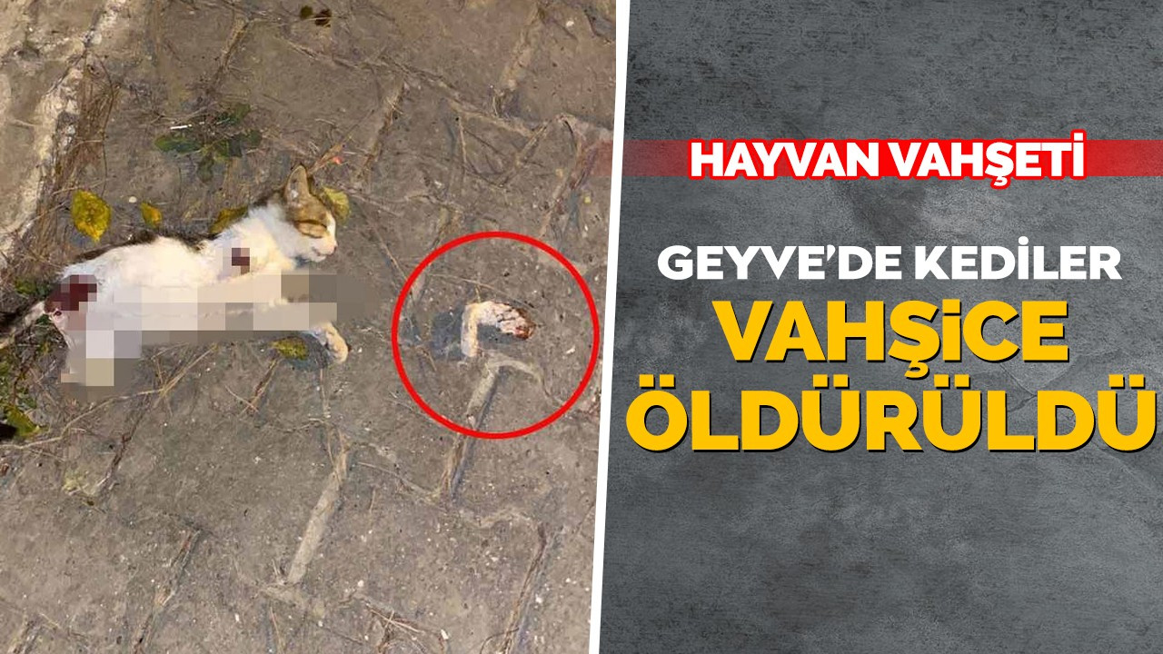 Hayvan vahşeti! Geyve'de kediler canice öldürüldü