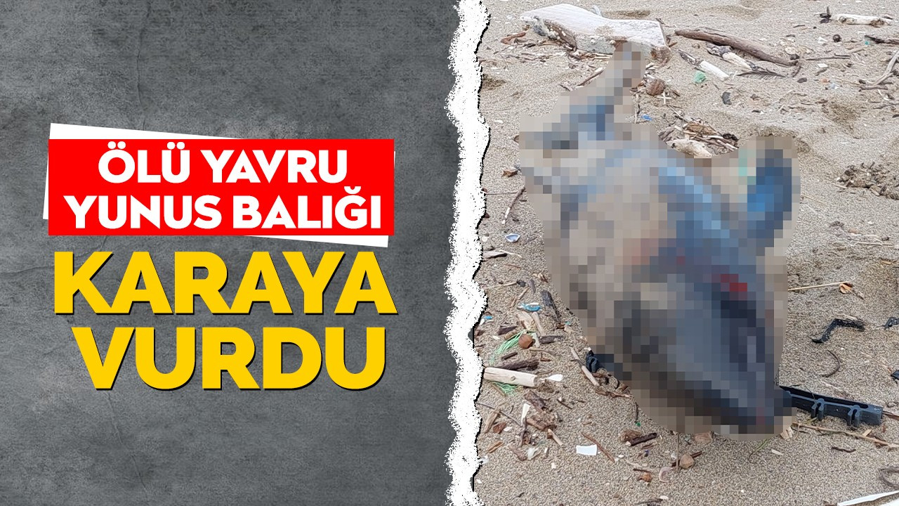 Ölü yavru yunus balığı karaya vurdu