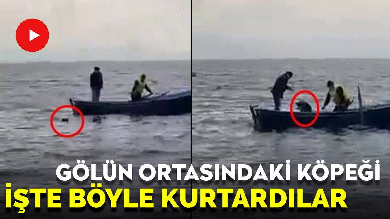 Gölün ortasındaki köpeği işte böyle kurtardılar