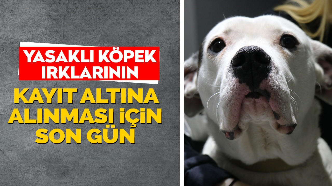 Yasaklı köpek ırklarının kayıt altına alınması için son gün