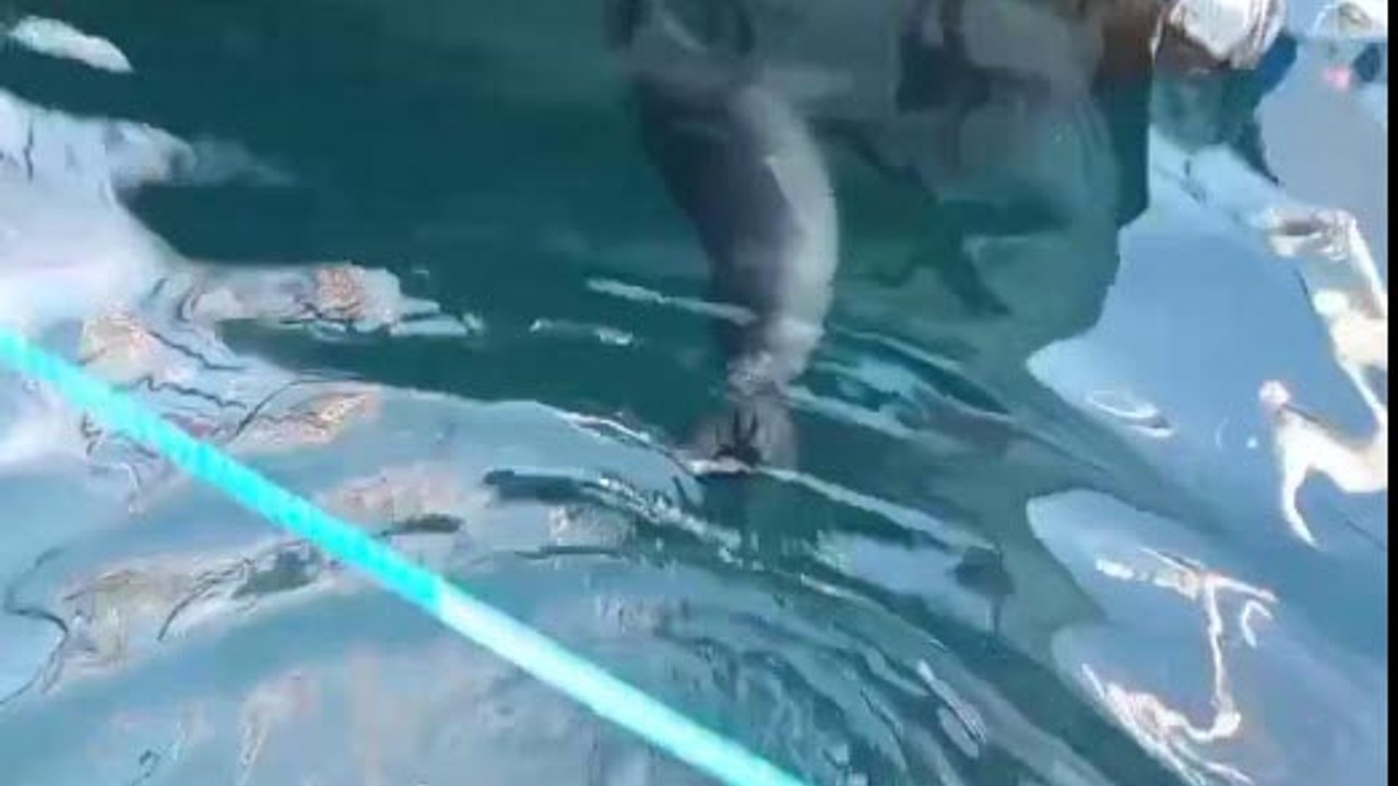 Bodrum'da Akdeniz foku görüldü