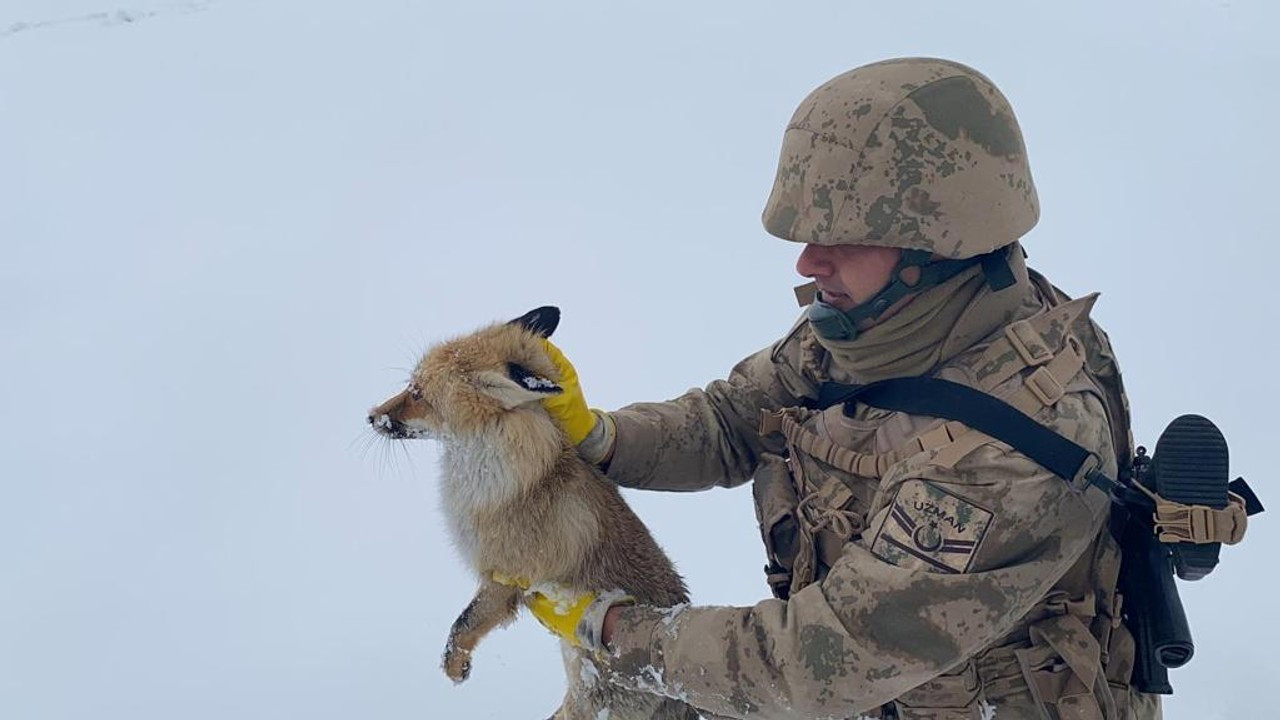 Jandarmanın donmak üzereyken bulduğu tilki tedaviye alındı