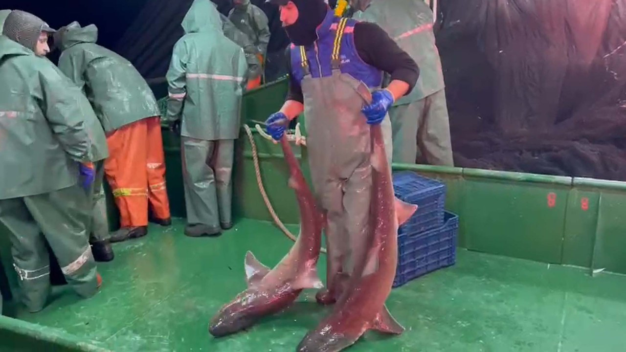 Ağlara yakalanan 2 köpek balığı denize salındı