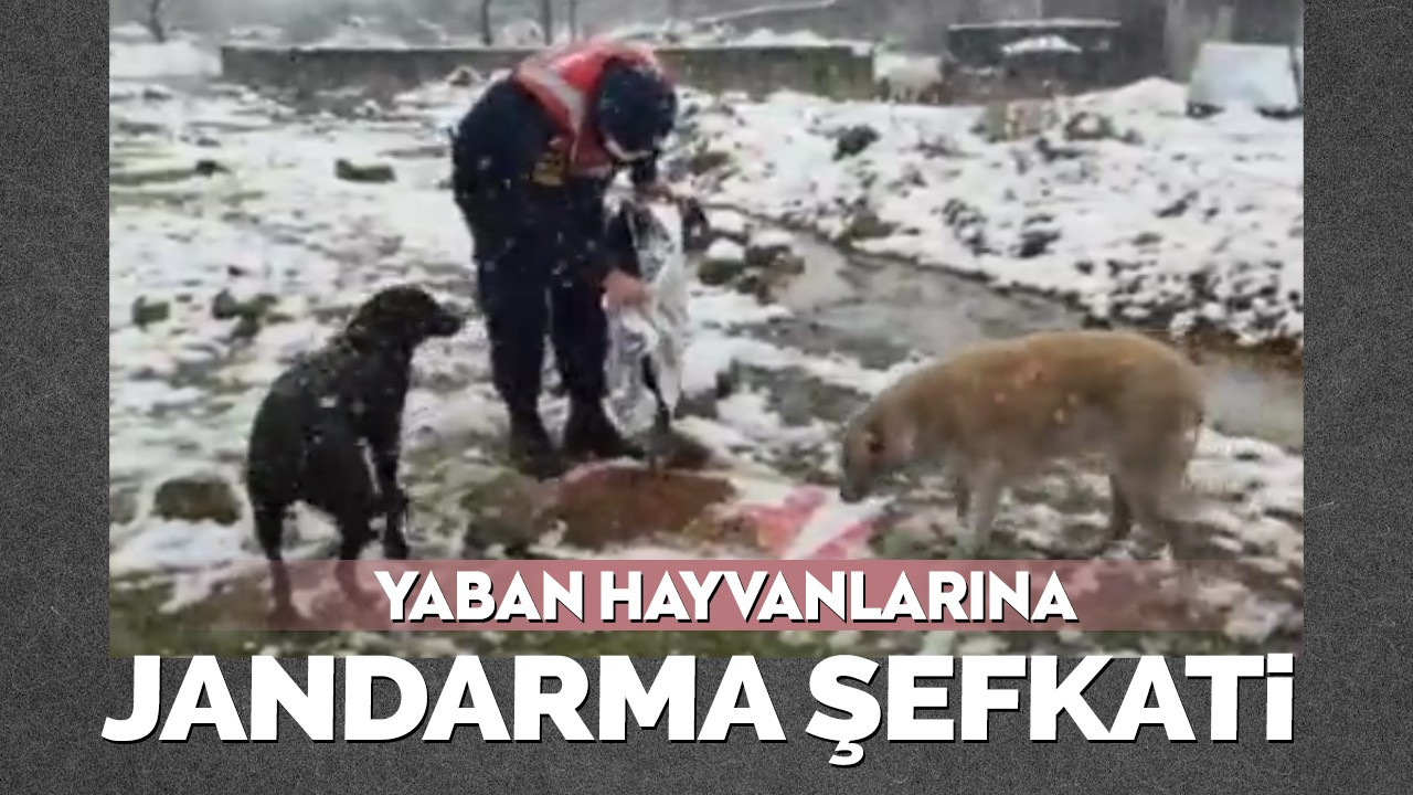 Sakarya'da yaban hayvanlarına jandarma şefkati