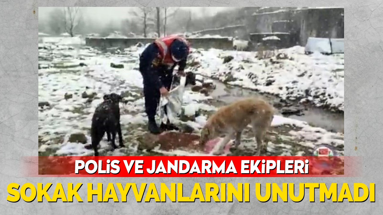 Polis ve jandarma ekipleri sokak hayvanlarını unutmadı