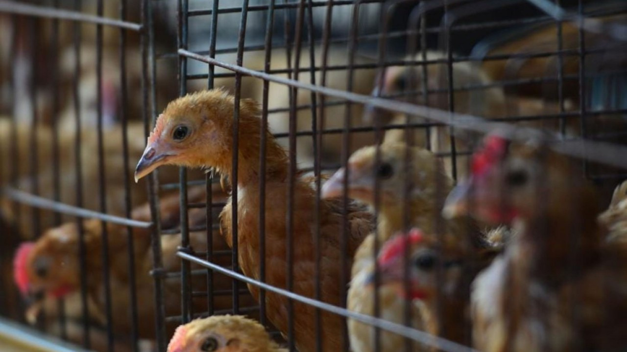 Avian influenza (Kuş gribi) nedir?