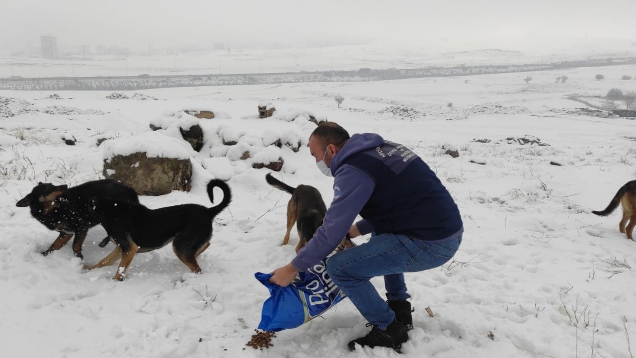 Hem kar kürendi hem de sokak hayvanlarına yiyecek bırakıldı