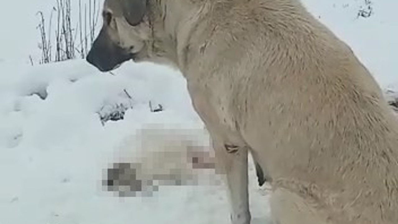 Anne köpek ölen yavrusunun başından ayrılmadı