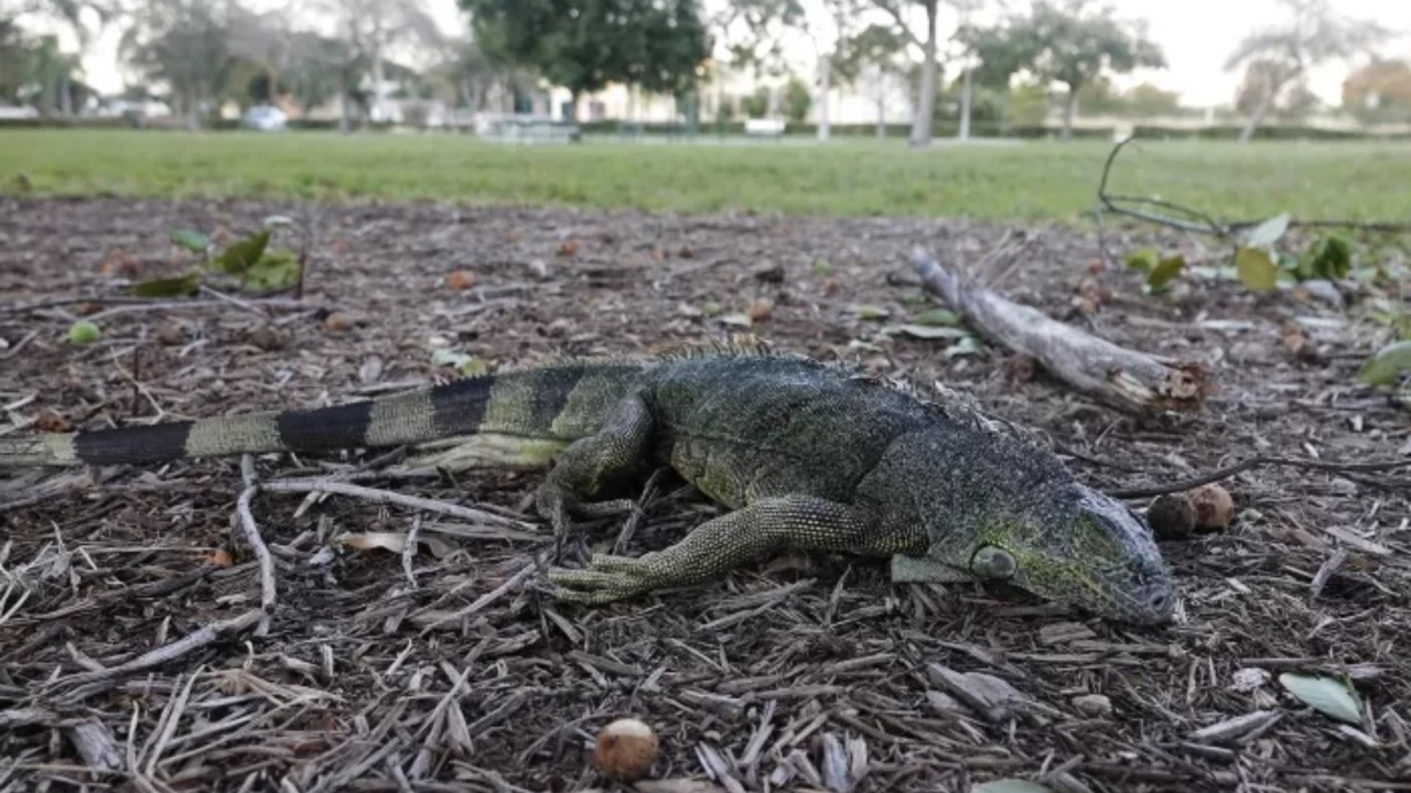 ABD'nin Florida eyaletinde gökten "iguana" yağıyor