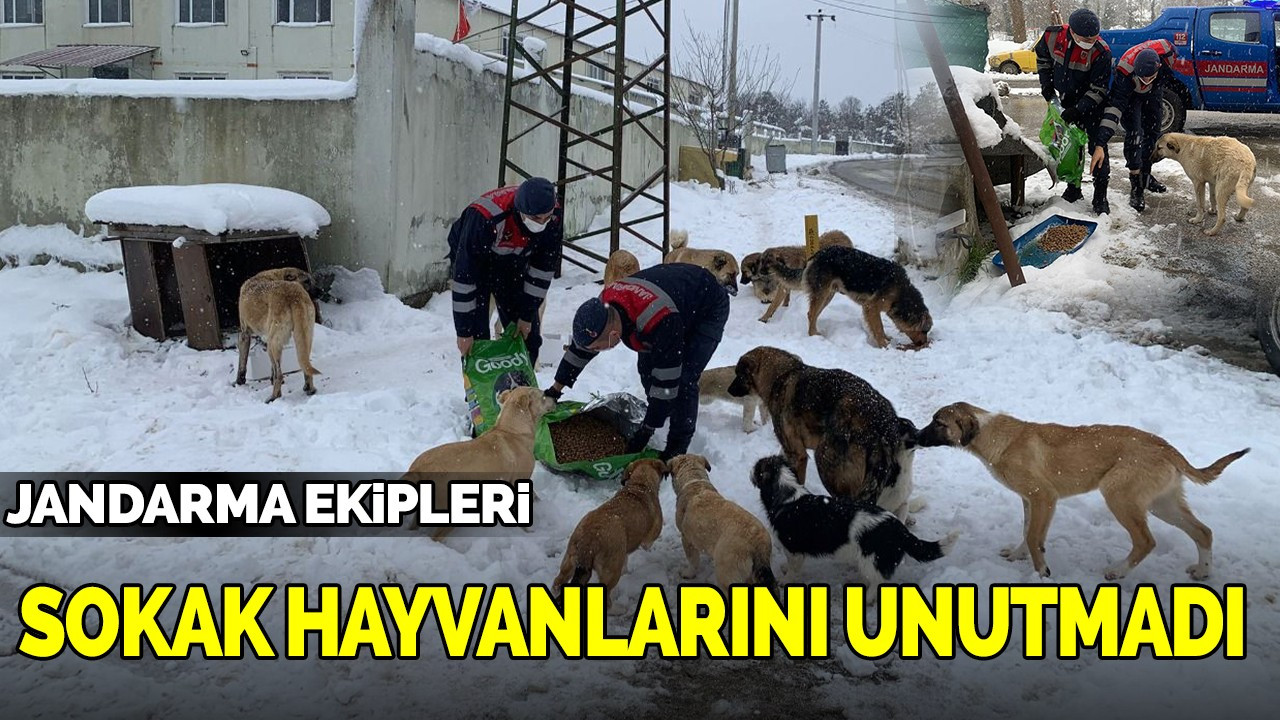 Jandarma ekipleri sokak hayvanlarını unutmadı