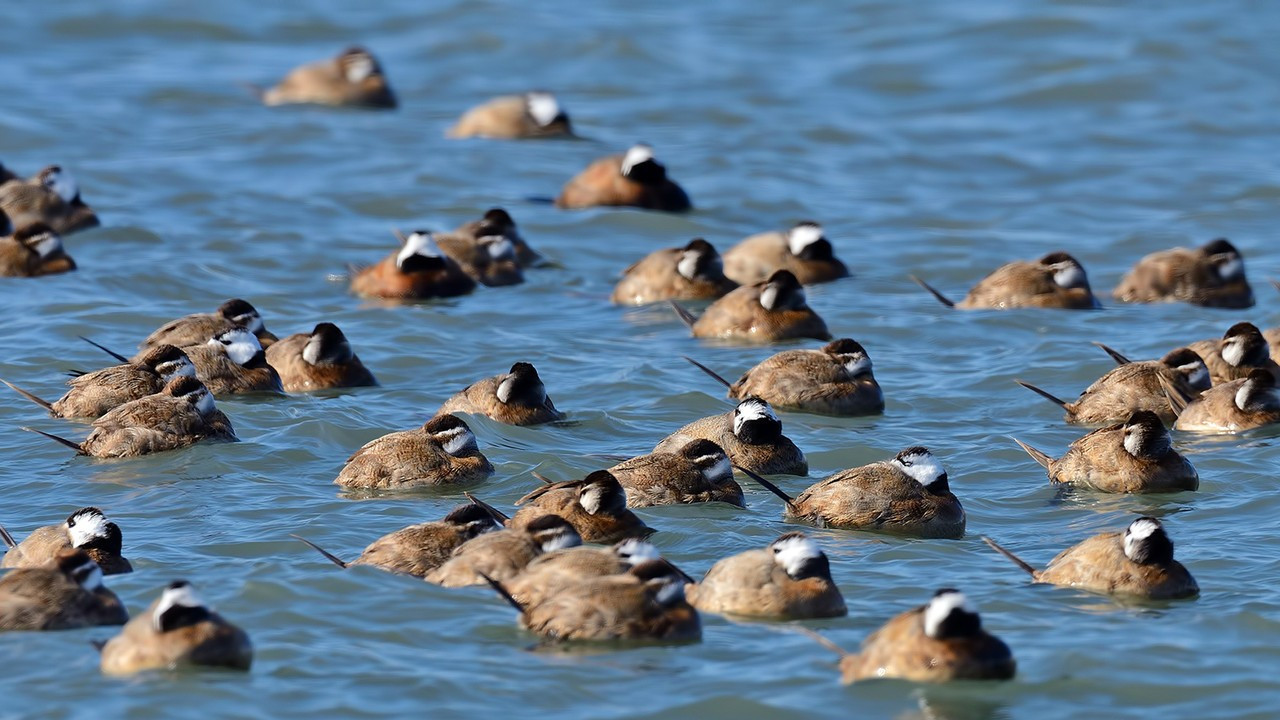 Dikkuyruk ördeği, Burdur Gölü'nü terk etti