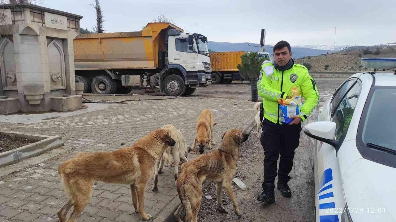 Trafik polisleri sokak köpeklerini elleriyle besledi