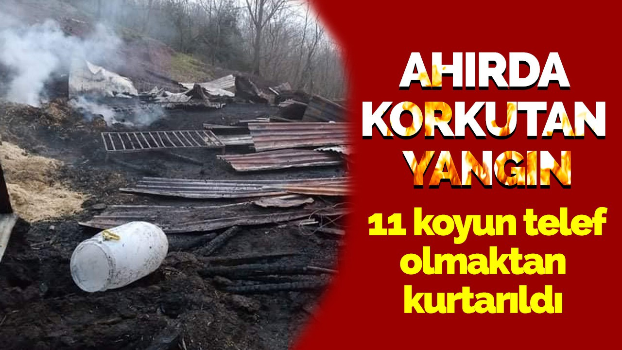 Ahırda korkutan yangın: 11 koyun telef olmaktan kurtarıldı