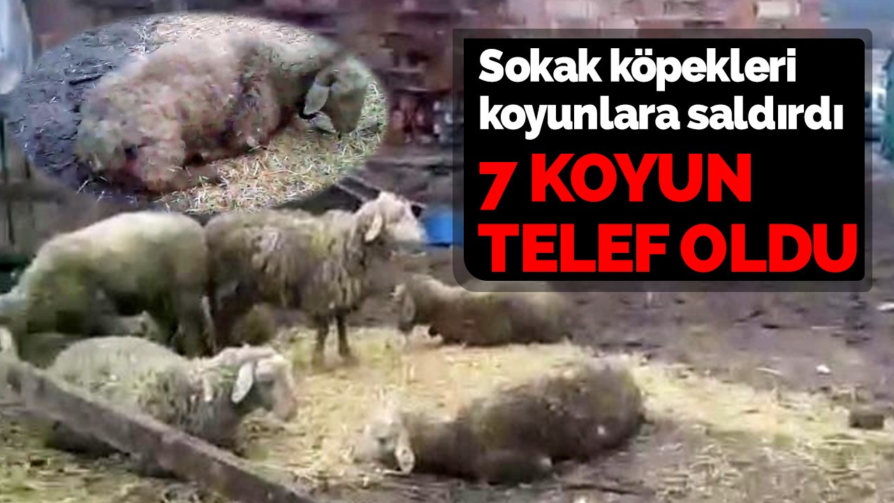 Sokak köpekleri koyunlara saldırdı: 7 koyun telef oldu