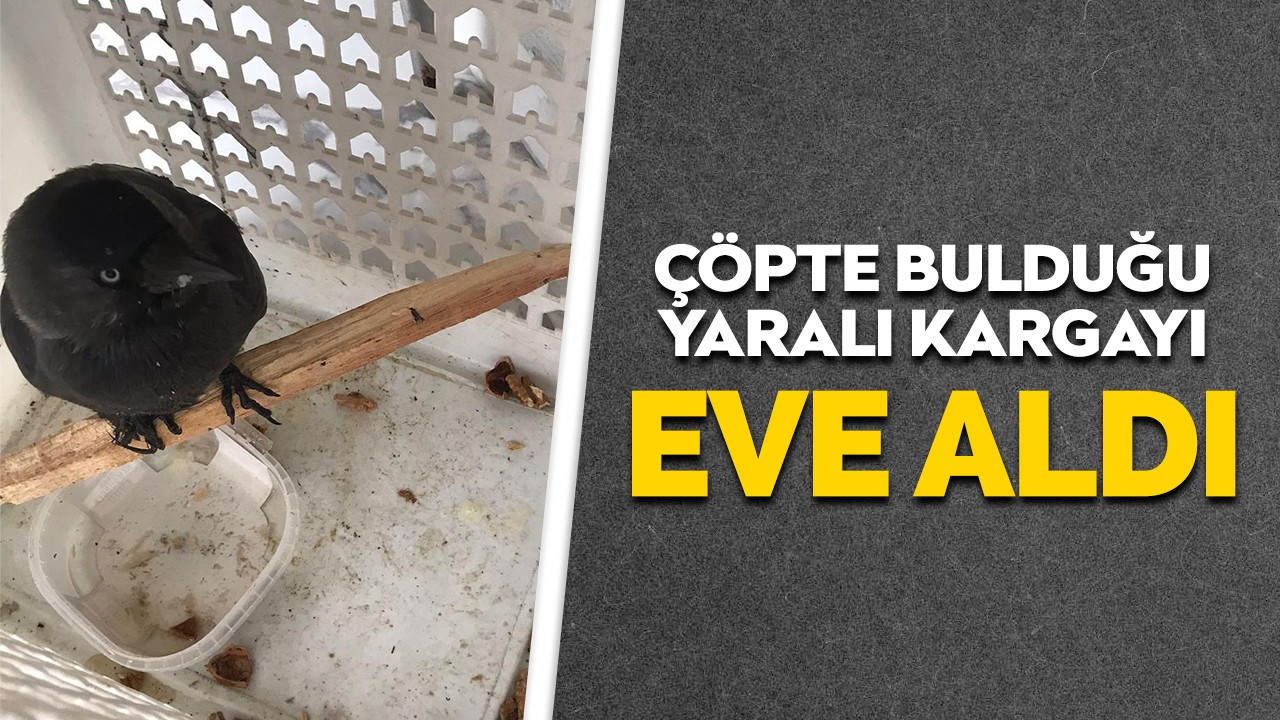 Çöpte bulduğu yaralı kargayı eve aldı