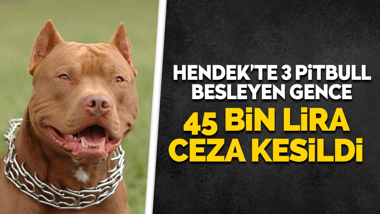 Hendek’te 3 pitbull besleyen gence 45 bin lira ceza