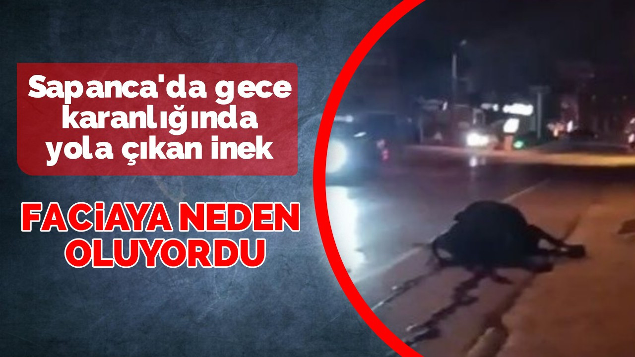 Sapanca'da gece karanlığında yola çıkan inek faciaya neden oluyordu